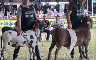 Arco - Associação Brasileira de Criadores de Ovinos na Expointer - feira agropecuária