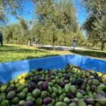 Olivoturismo -Olivais em destinos turísticos no Brasil - sortimentos.com.br