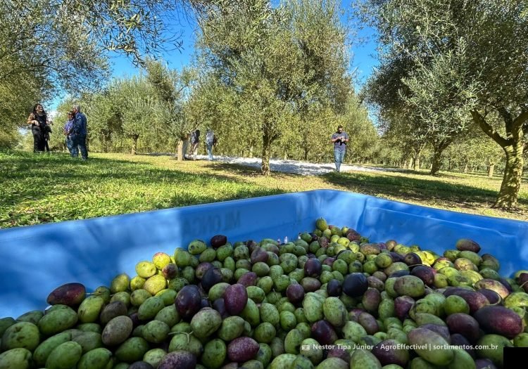 Olivoturismo -Olivais em destinos turísticos no Brasil - sortimentos.com.br